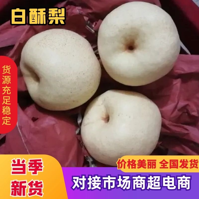 (清库处理)蒲城白酥梨套袋酥梨价格便宜。欢迎新老客户