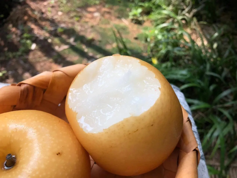 【推荐】山东丰水梨精品梨产地批发货源充足对接团代发全国