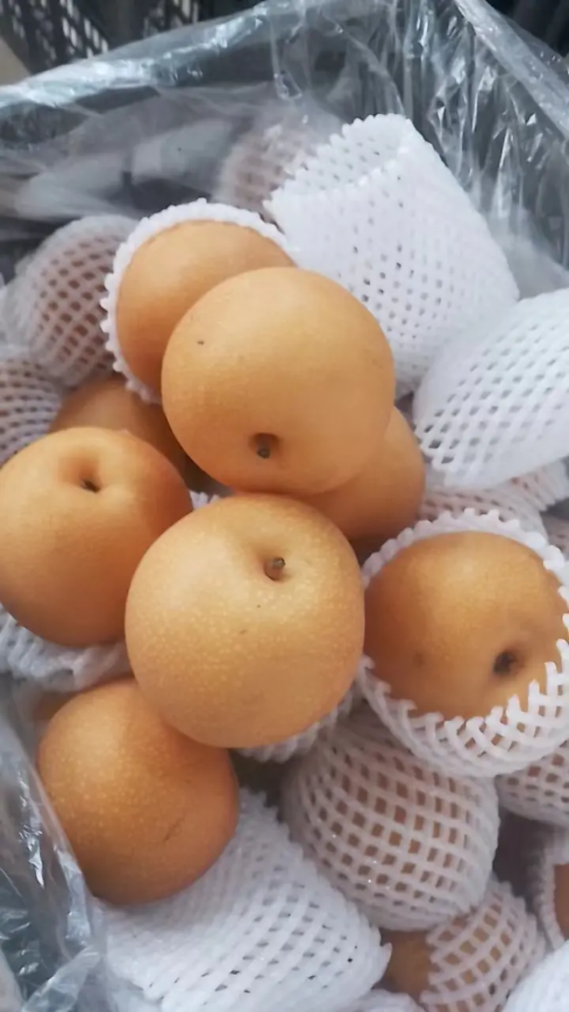 【推荐】山东丰水梨精品梨产地批发货源充足对接团代发全国