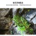 崖壁生长铁皮枫斗颗粒干霍山石斛胶多可磨粉坏了