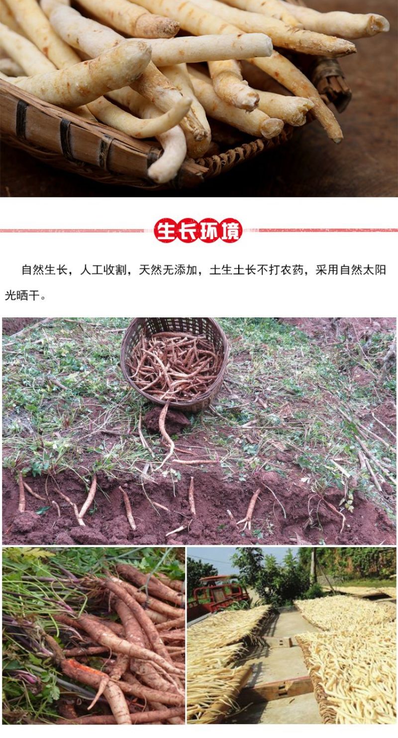 川明参本色无硫中药材