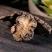 川芎片无硫老川芎粉泡茶炖汤泡酒中药材