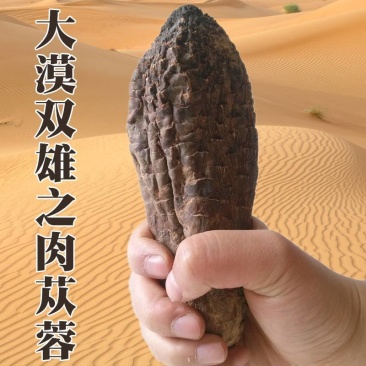 肉苁蓉野生正宗中药材肉苁蓉片泡酒泡茶