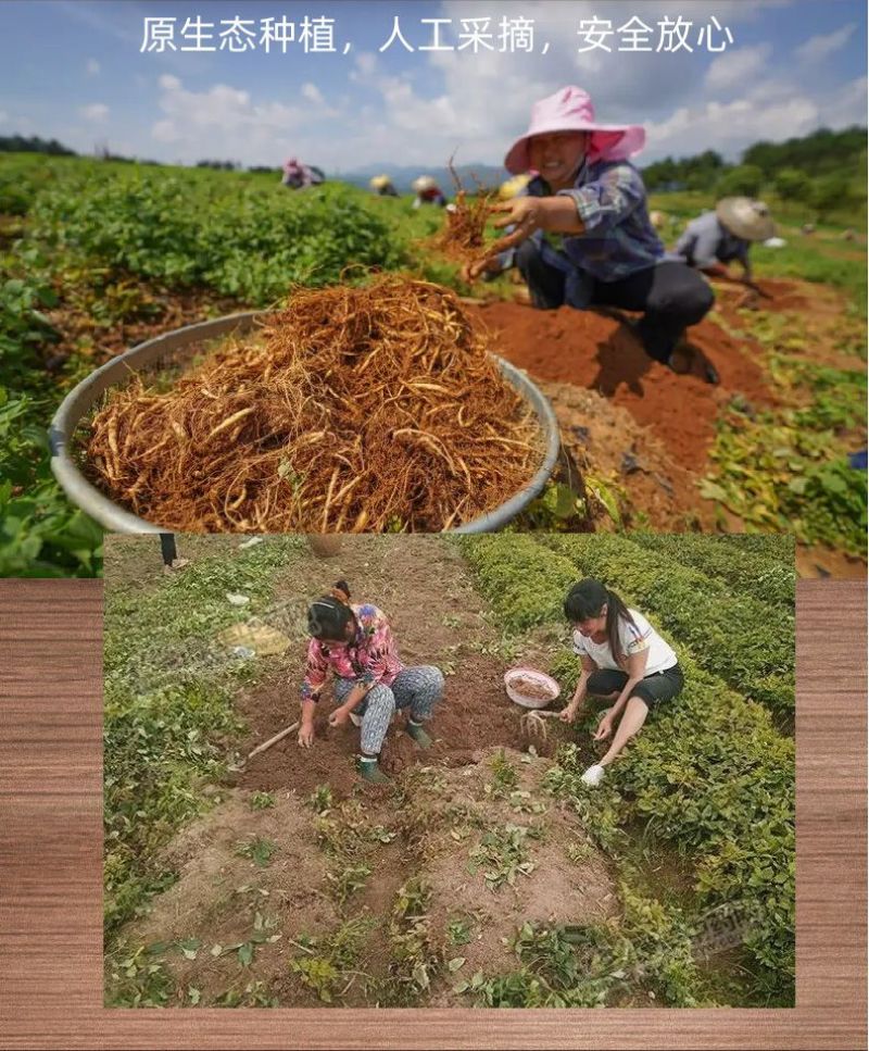 太子参不熏硫新鲜太子参煲汤泡水