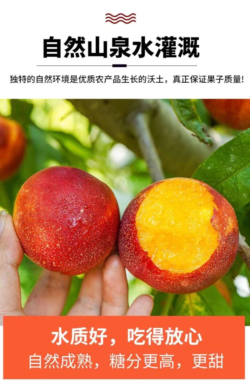 【油桃】曙光金雷中油，品种齐全，一手货源