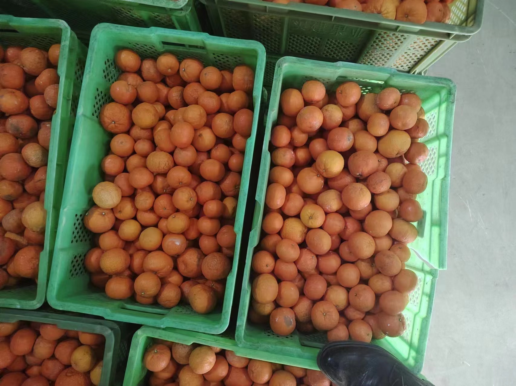 一位消费者在超市水果区仔细挑选沃柑,手中拿着有机标识的沃柑包装 消费者在超市挑选沃柑