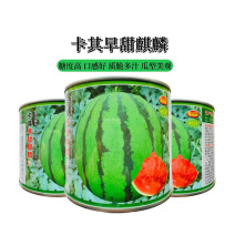 卡其早甜麒麟西瓜种子早熟甜脆多汁皮薄大果易坐果大红瓤西