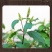 牛膝中药野生特级怀牛膝正品红牛膝无硫