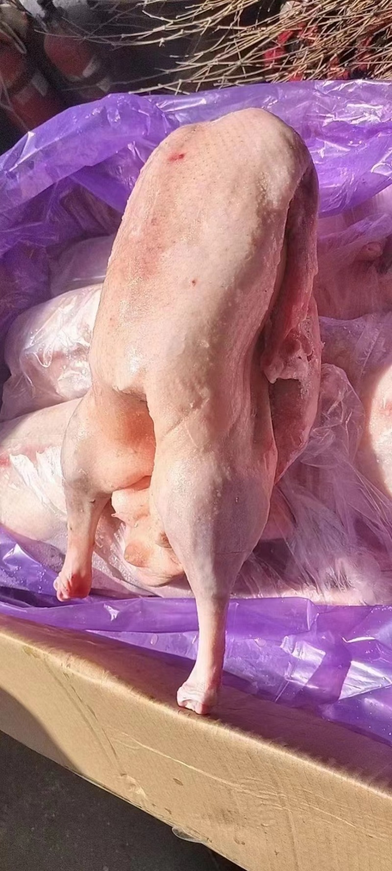鹅厂批发精品白条鹅，净膛，保质保量，全国冷链发货