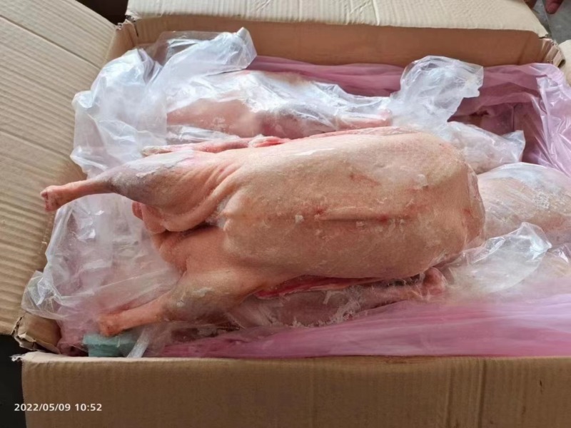 鹅厂批发精品白条鹅，净膛，保质保量，全国冷链发货