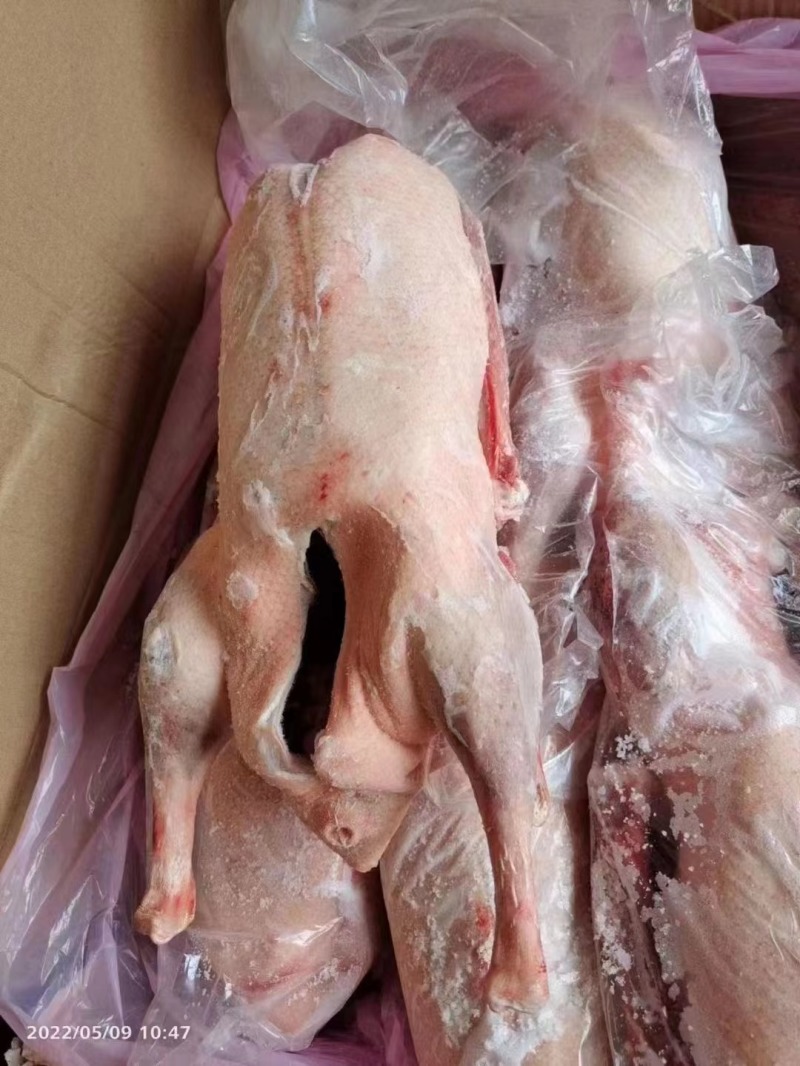 鹅厂批发精品白条鹅，净膛，保质保量，全国冷链发货