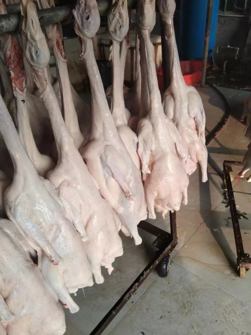 鹅厂批发精品白条鹅，净膛，保质保量，全国冷链发货