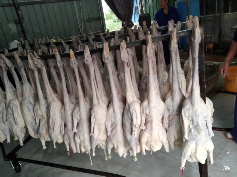 鹅厂批发精品白条鹅，净膛，保质保量，全国冷链发货