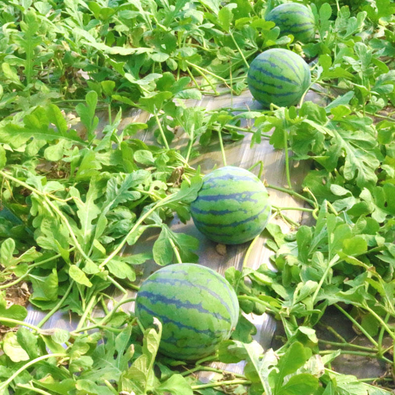 卡其冰雪风西瓜种子早熟抗病抗旱耐湿沙瓤多汁大棚露地栽培