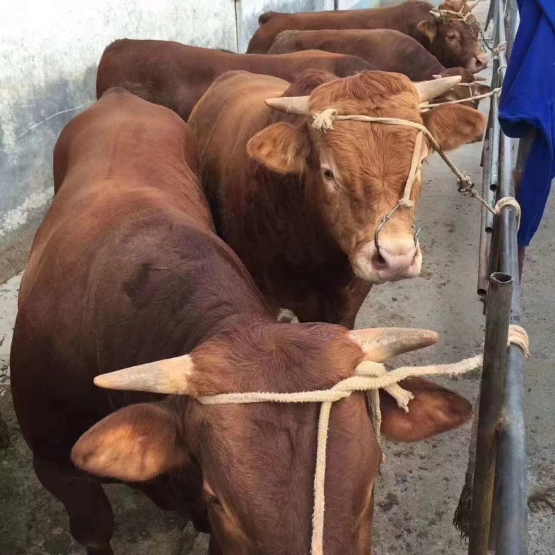 （鲁西黄牛腹肉一号）纯货无水分肉质口感俱佳，价优