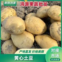 【新鲜】土豆黄肉黄心大土豆质优价廉对接全国