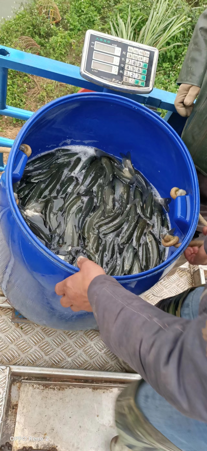 广西草鱼新鲜现捞现发产地直发可视频看货欢迎咨询