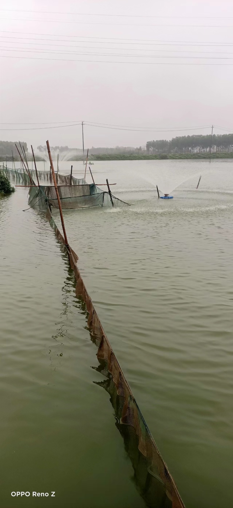 广西草鱼新鲜现捞现发产地直发可视频看货欢迎咨询