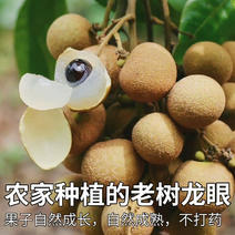 一件广东龙眼大果5斤应季新鲜采摘水果石峡储量桂圆核小肉厚