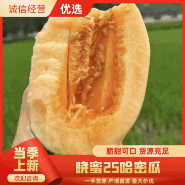 【实力】甘肃晓蜜25哈密瓜高-回购高-产地直供-品质保证
