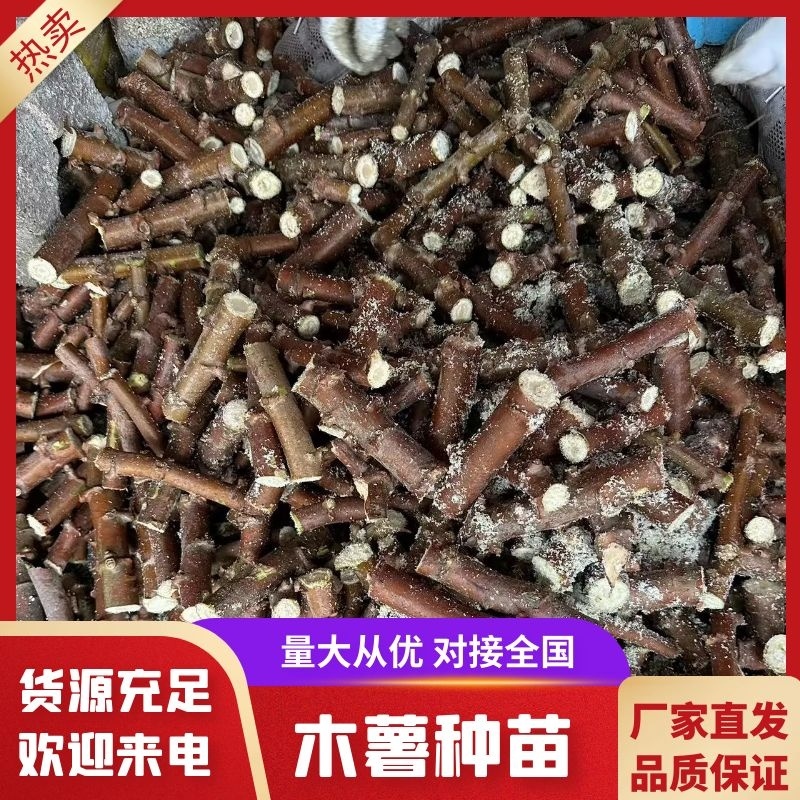 木薯种苗木薯种子基地自销大量有货品质保障欢迎咨询