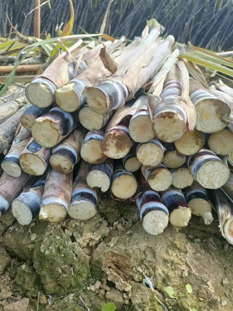 黑皮甘蔗苗出芽率高存活率提供技术指导价格优欢迎咨询下单