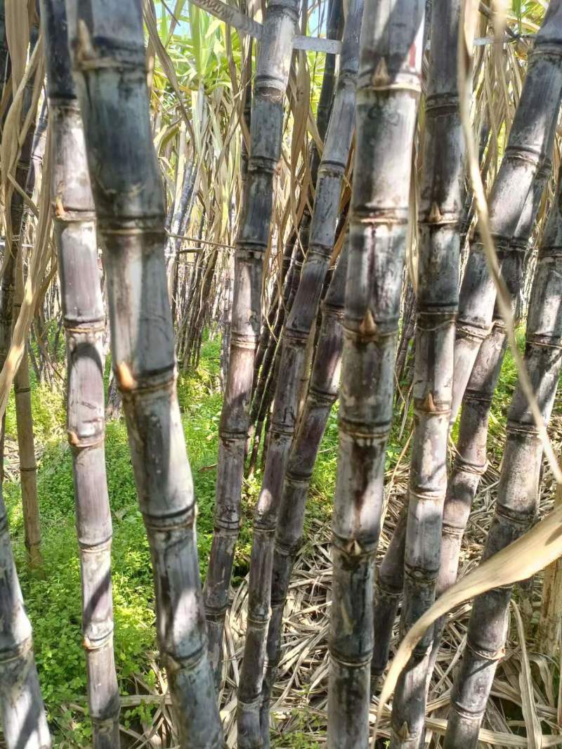 黑皮甘蔗苗出芽率高存活率提供技术指导价格优欢迎咨询下单