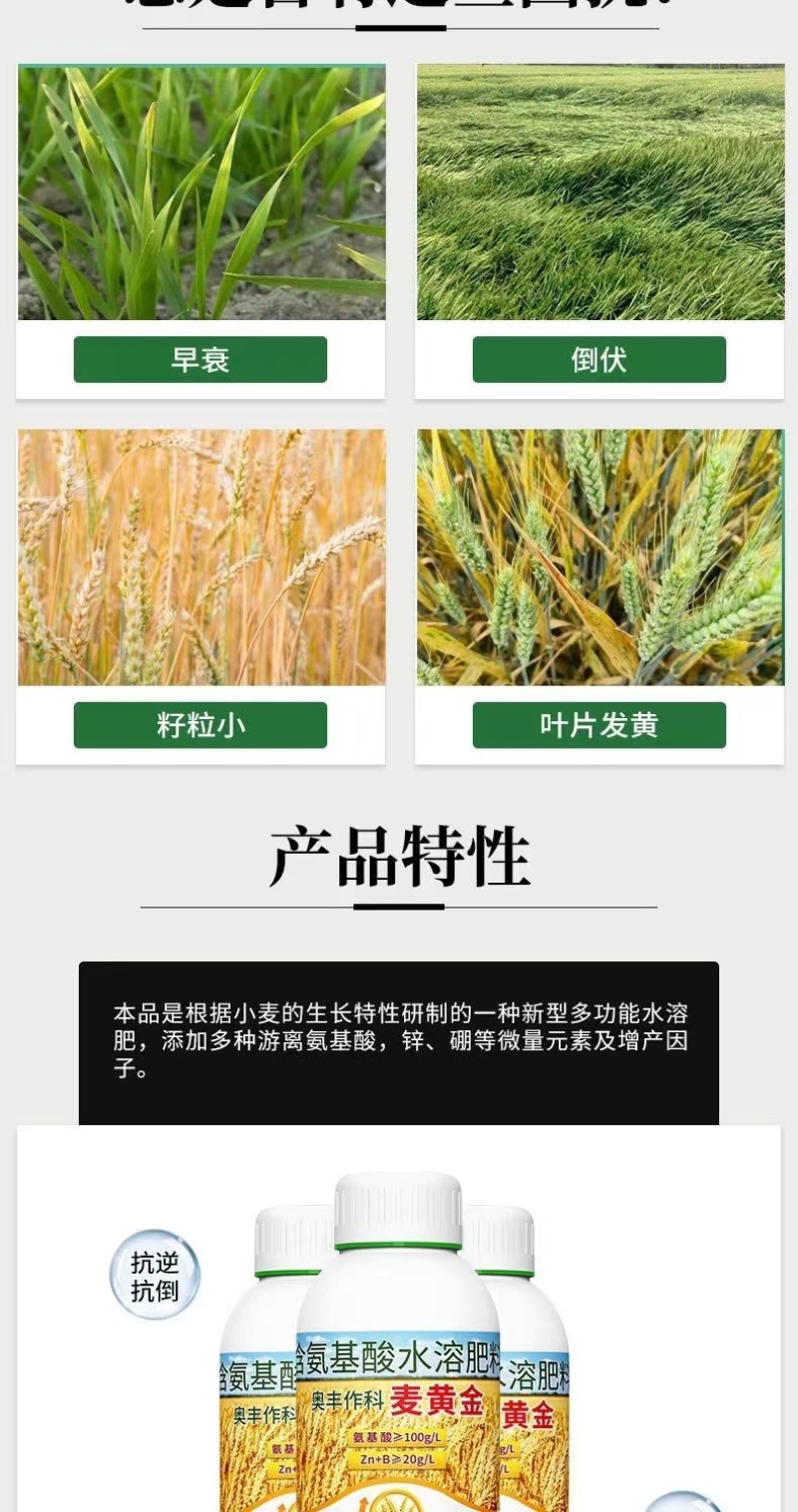 麦黄金麦稻堡籽粒饱满抗倒伏增粒重茎秆粗壮抗寒抗旱