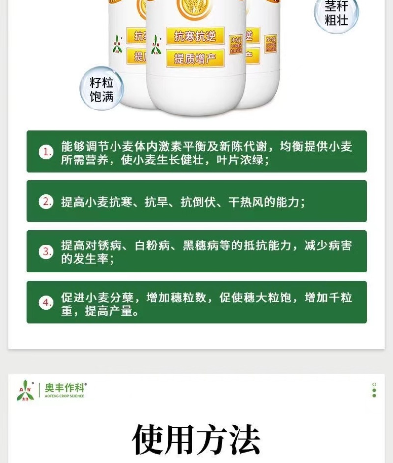 麦黄金麦稻堡籽粒饱满抗倒伏增粒重茎秆粗壮抗寒抗旱