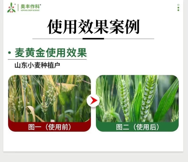 麦黄金麦稻堡籽粒饱满抗倒伏增粒重茎秆粗壮抗寒抗旱