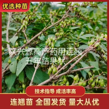 陕西连翘苗高产药用连翘现挖现发产地技术支持来电优惠
