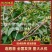 陕西连翘苗高产药用连翘现挖现发产地技术支持来电优惠