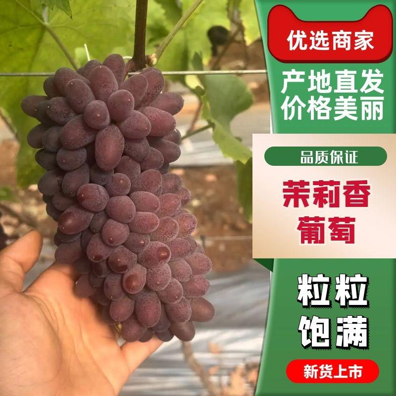 精品茉莉香葡萄大量上市产地直发对接全国市场
