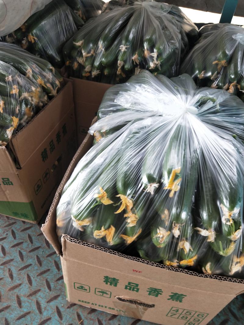 【精选】水果黄瓜山东产地一条龙发往全国大量货源长期供应