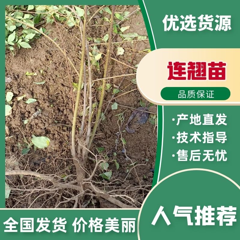 陕西连翘苗高产药用良种连翘苗基地直发包技术包回收