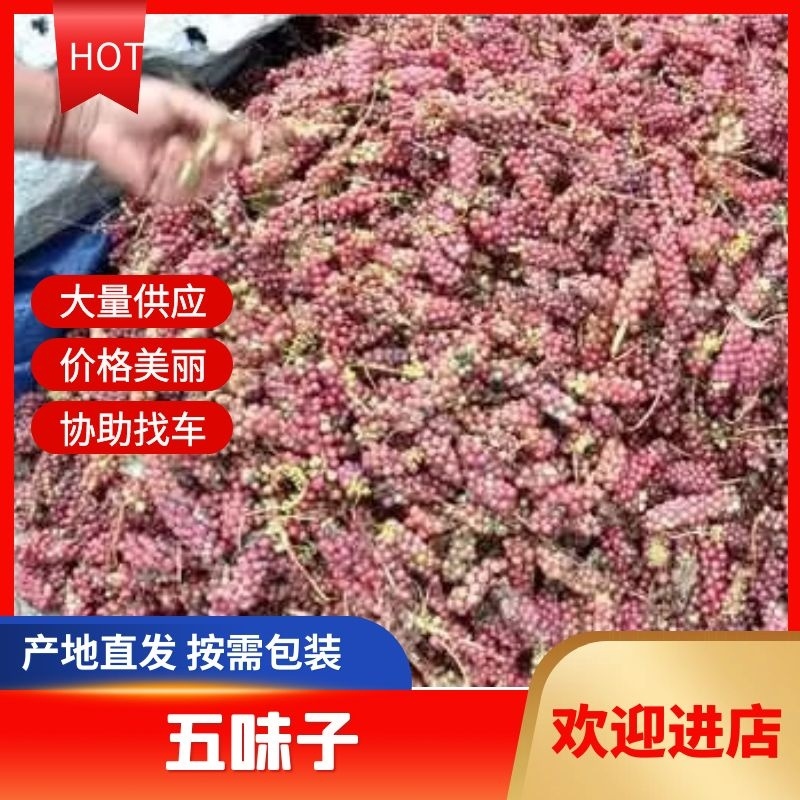 药用五味子适应性强产量高大量供应技术支持来电优惠