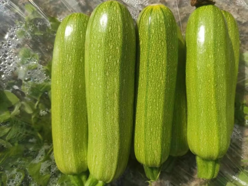 【热卖】云南精品绿皮西葫芦大量上市直发品质保障欢迎