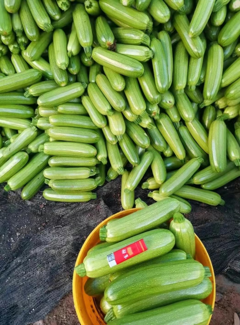 【热卖】云南精品绿皮西葫芦大量上市直发品质保障欢迎