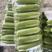 【热卖】山东精品绿皮西葫芦大量上市直发品质保障欢迎