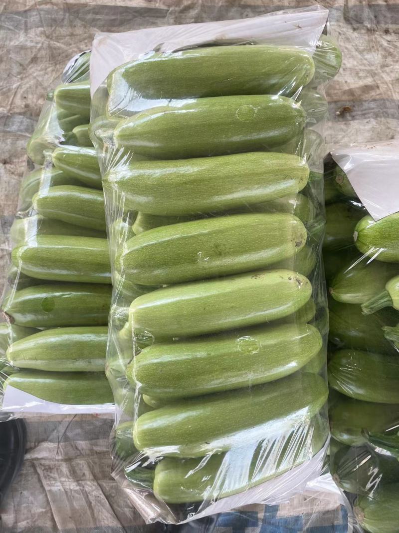 【热卖】云南精品绿皮西葫芦大量上市直发品质保障欢迎