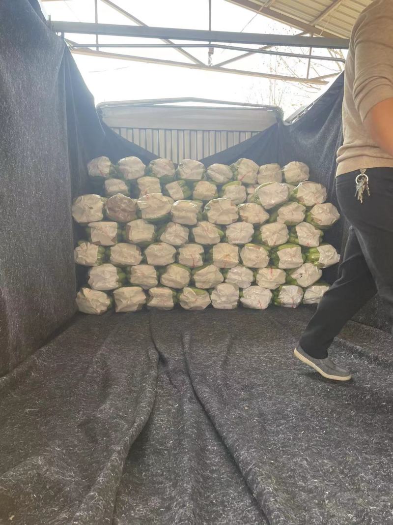 【热卖】云南精品绿皮西葫芦大量上市直发品质保障欢迎