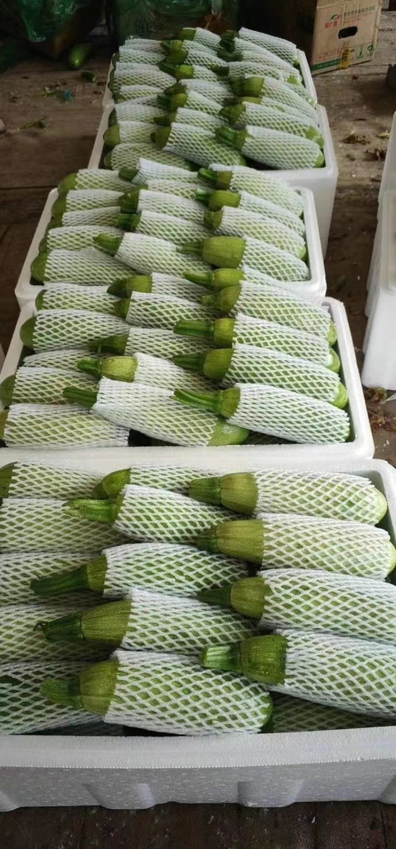 【热卖】云南精品绿皮西葫芦大量上市直发品质保障欢迎