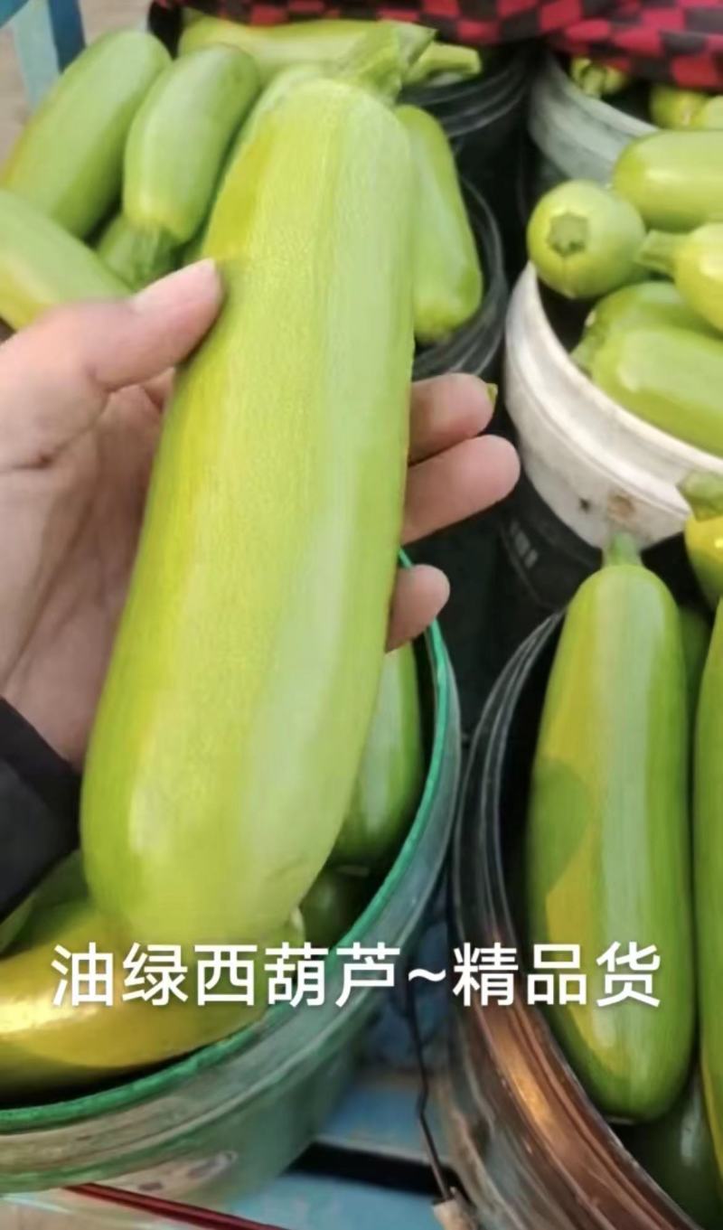 【实力商家】精品绿皮西葫芦大量供应代发全国价优可看货