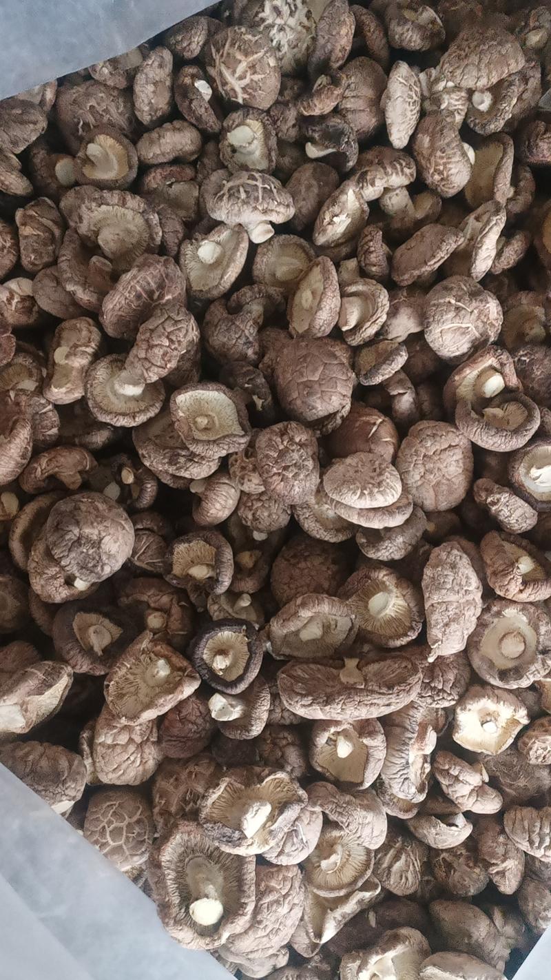 干花菇大量上市中可长期供货干净高品质价格优惠欢迎咨询