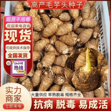 《毛芋头种子》山东芋头种8520脱毒高产提供技术包售后