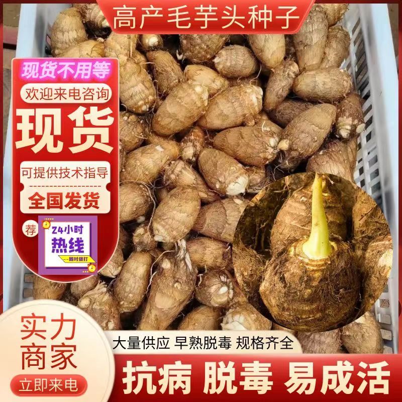 《毛芋头种子》山东芋头种8520脱毒高产提供技术包售后