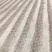 干鹌鹑粪大量供应