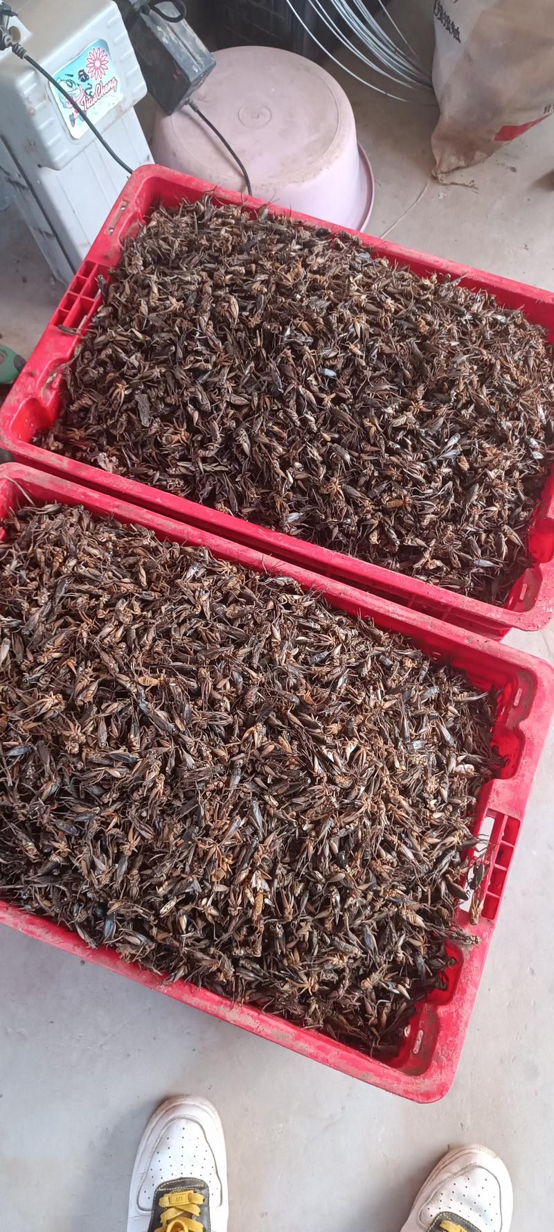 蟋蟀合作养殖包回收先养殖后付款饲料技术运输免费提供
