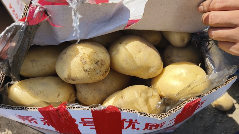 沃土五号土豆精品产地直供规格全对接批发商商超欢迎咨询