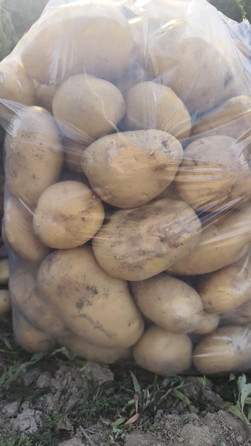 沃土五号土豆精品产地直供规格全对接批发商商超欢迎咨询